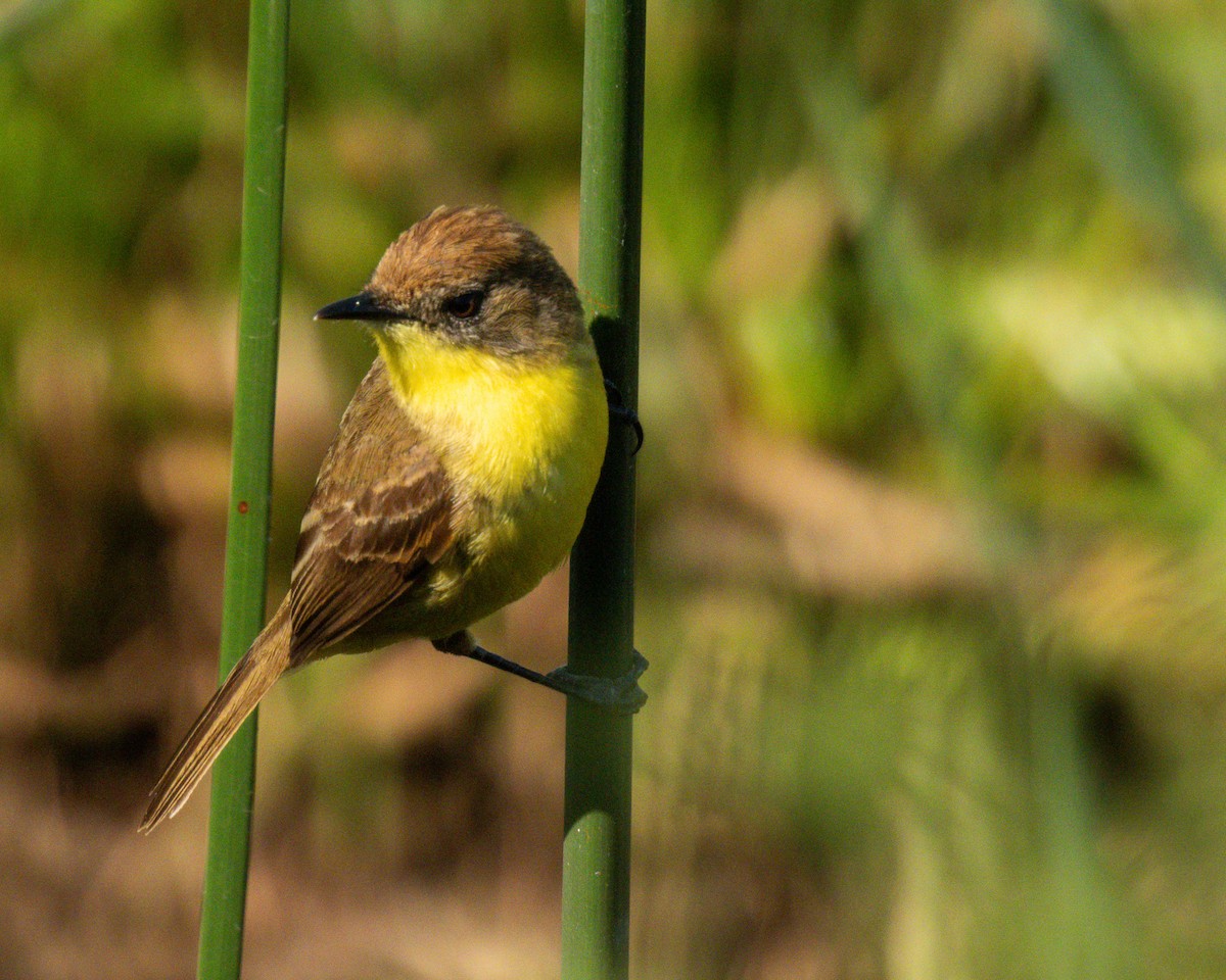 Warbling Doradito - ML645898498