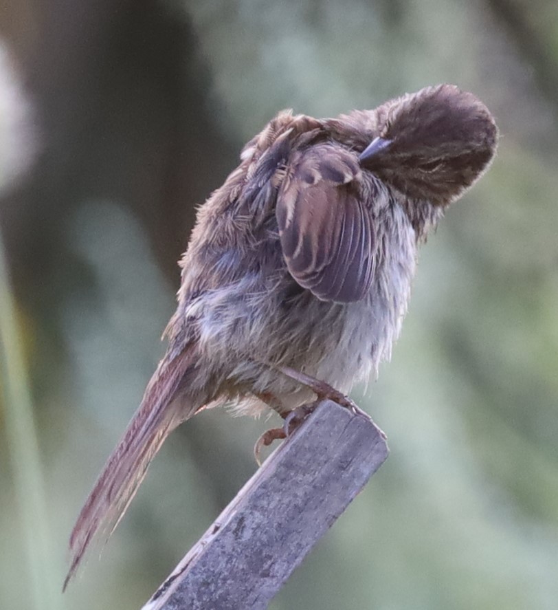 Song Sparrow - ML645898500