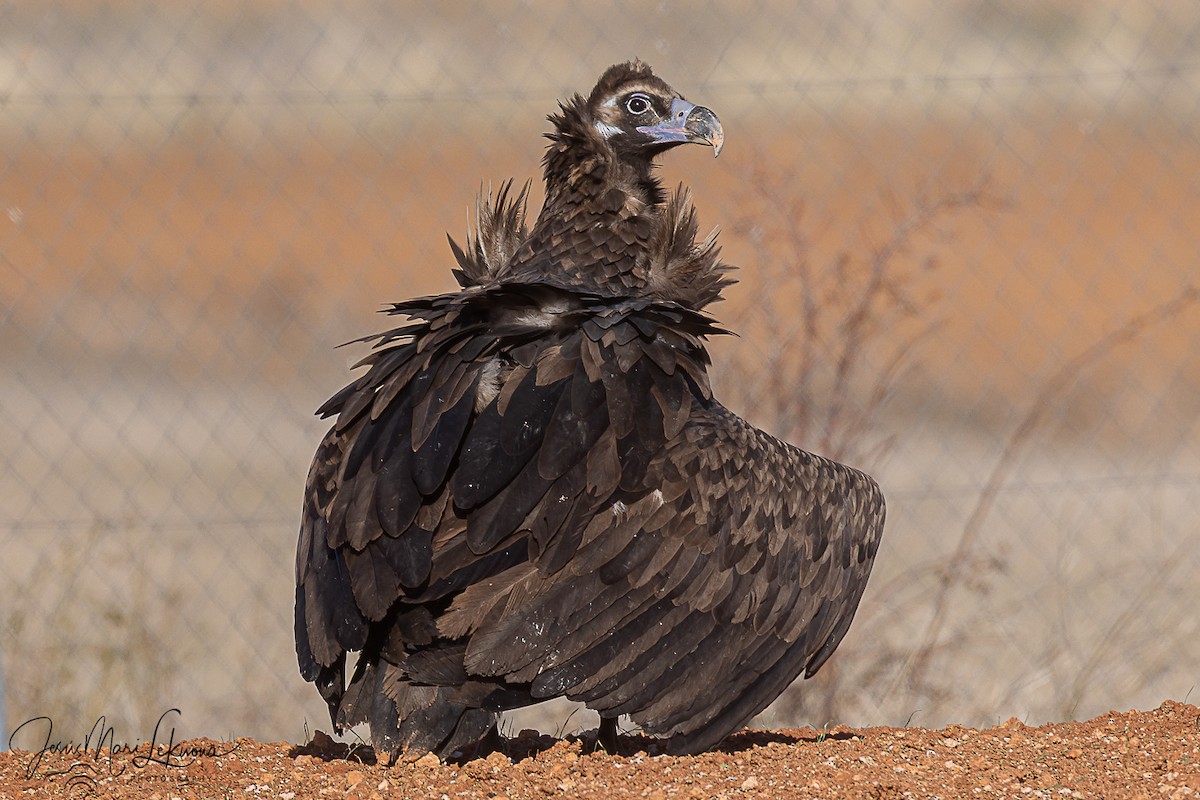 sup hnědý - ML645898504