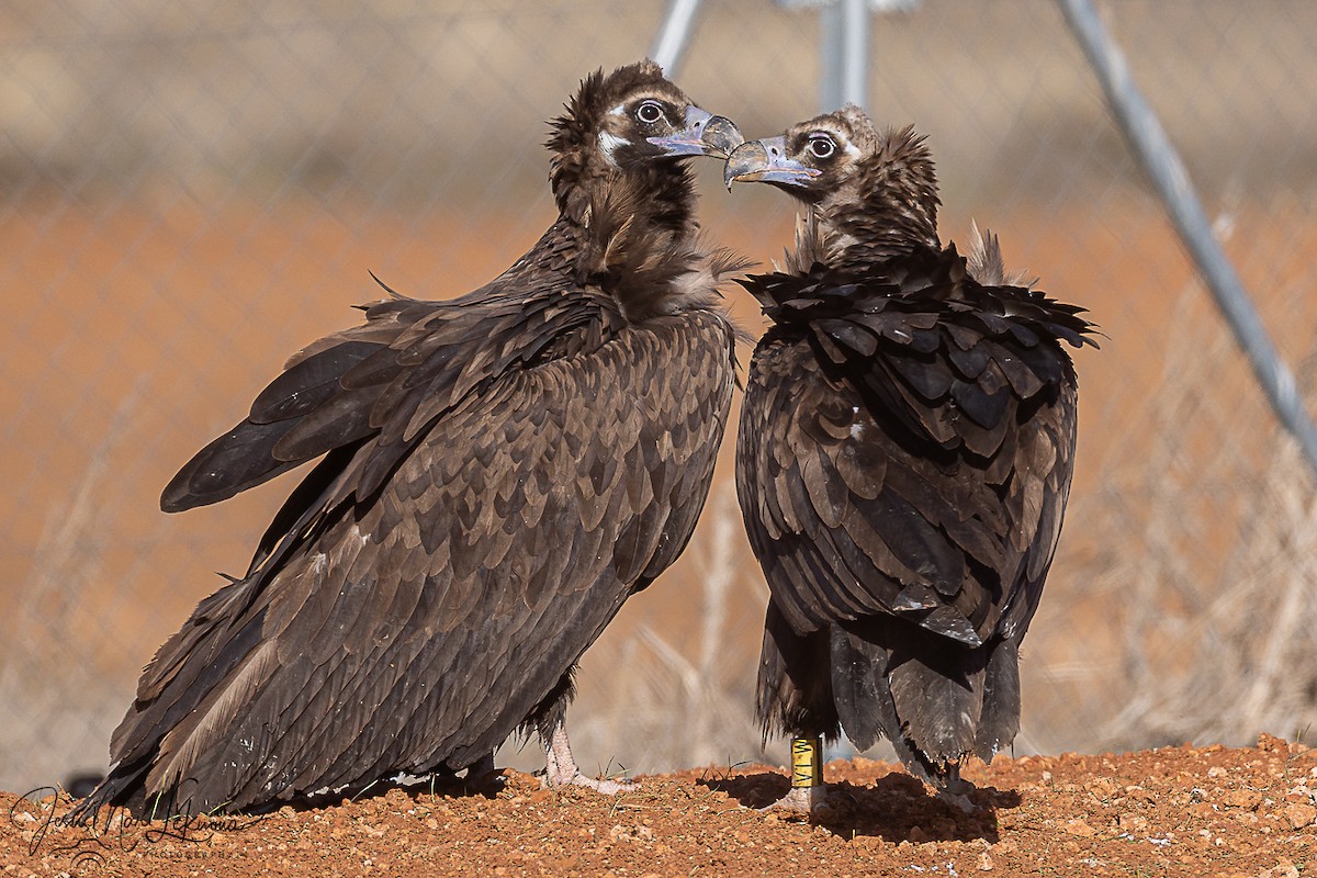 sup hnědý - ML645898505