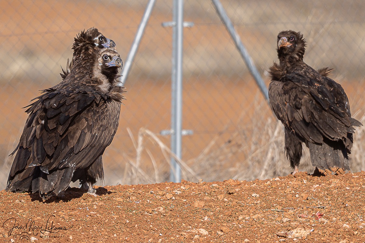 sup hnědý - ML645898506