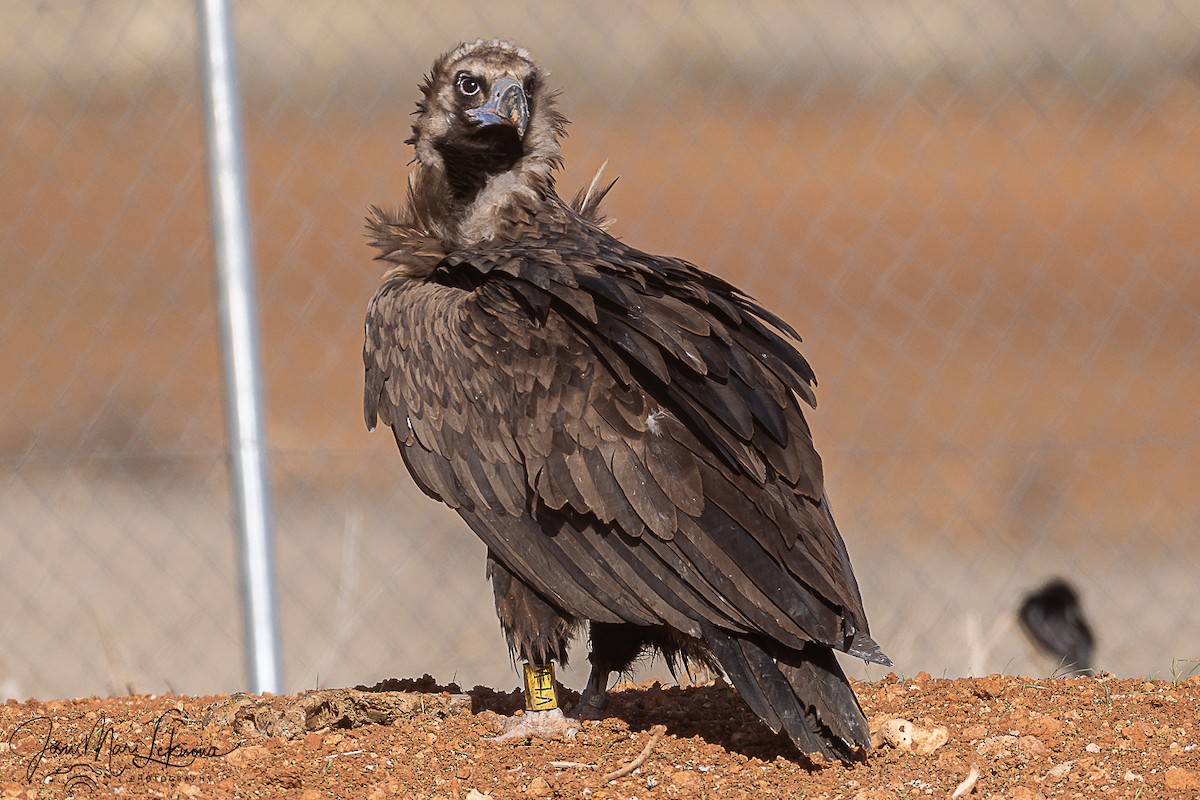 sup hnědý - ML645898507