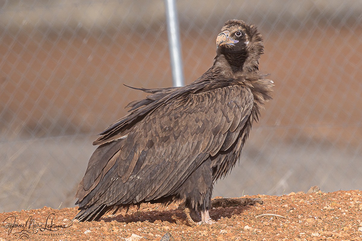 sup hnědý - ML645898508