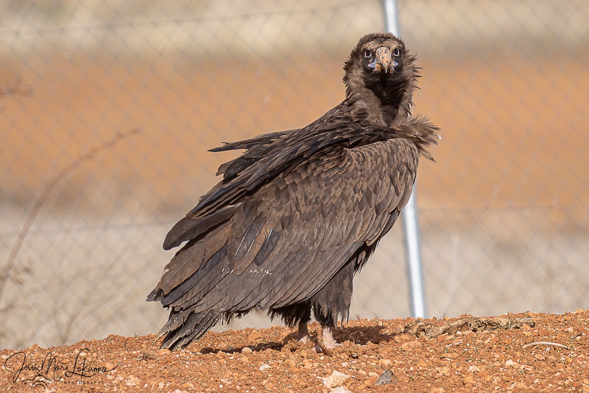 sup hnědý - ML645898509