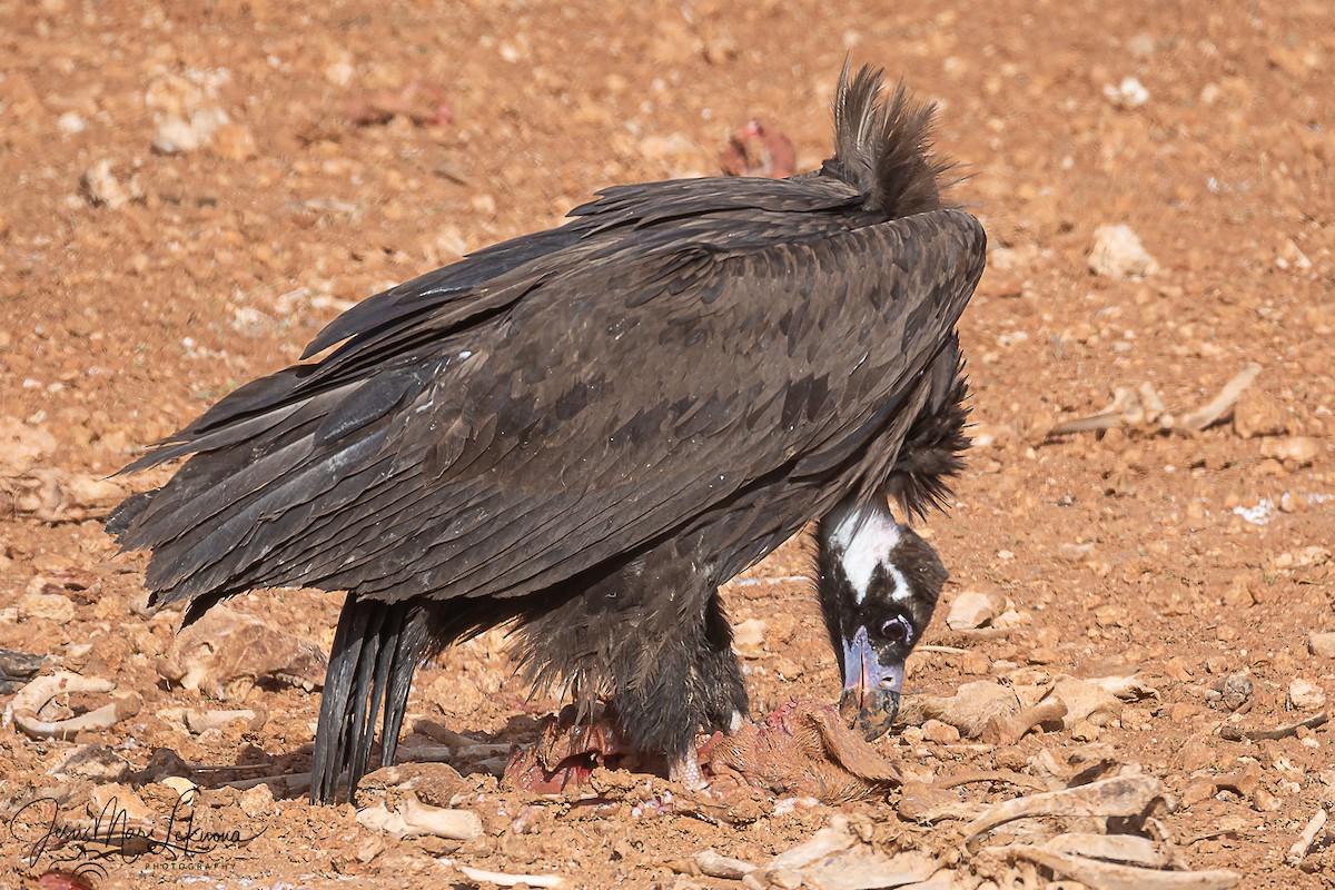 sup hnědý - ML645898510