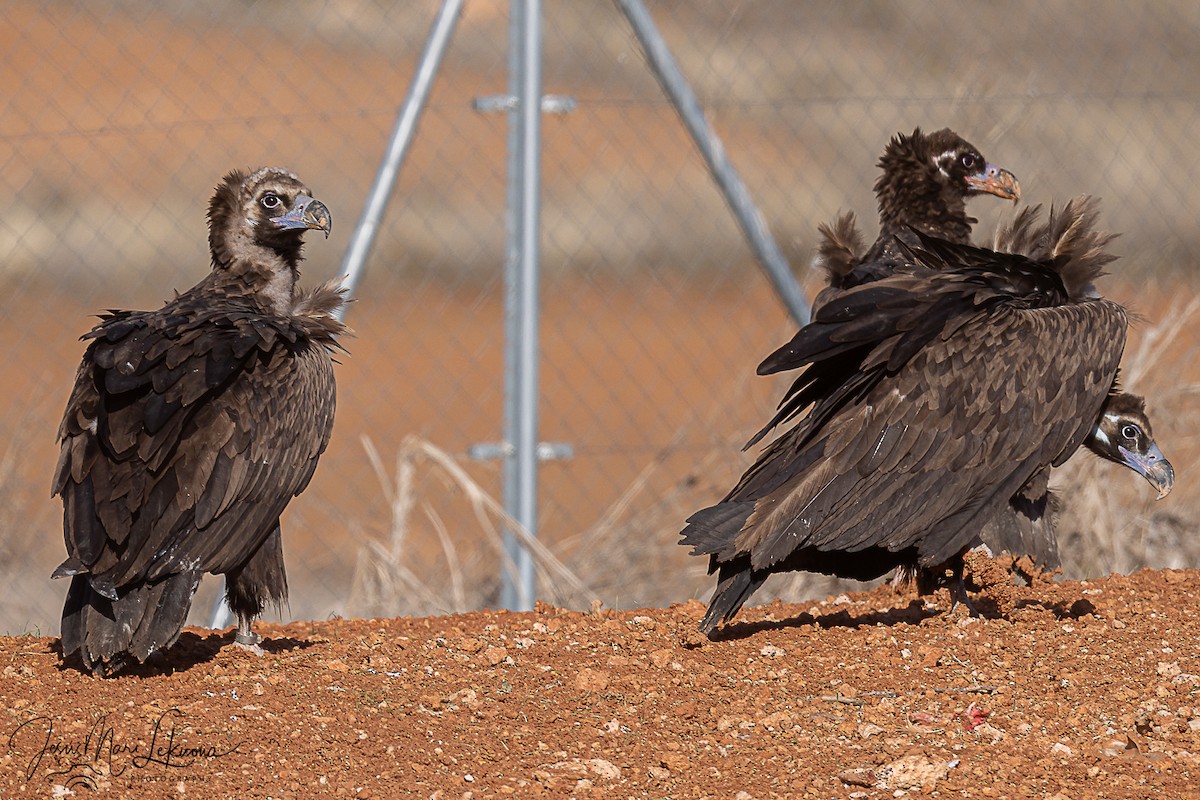 sup hnědý - ML645898511