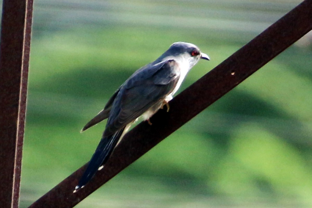 Cuco Pechigrís - ML645898516