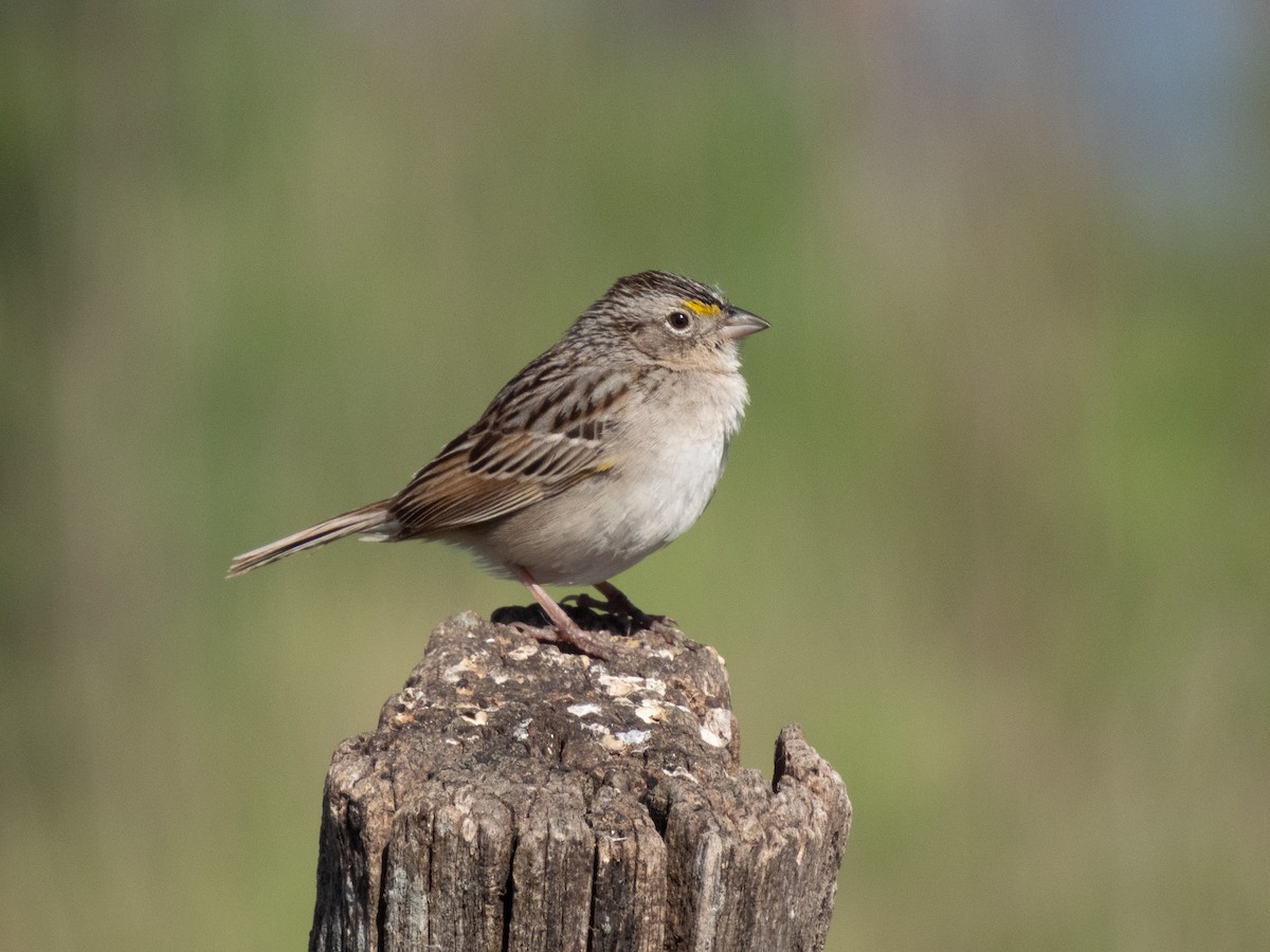 Grassland Sparrow - ML645898523