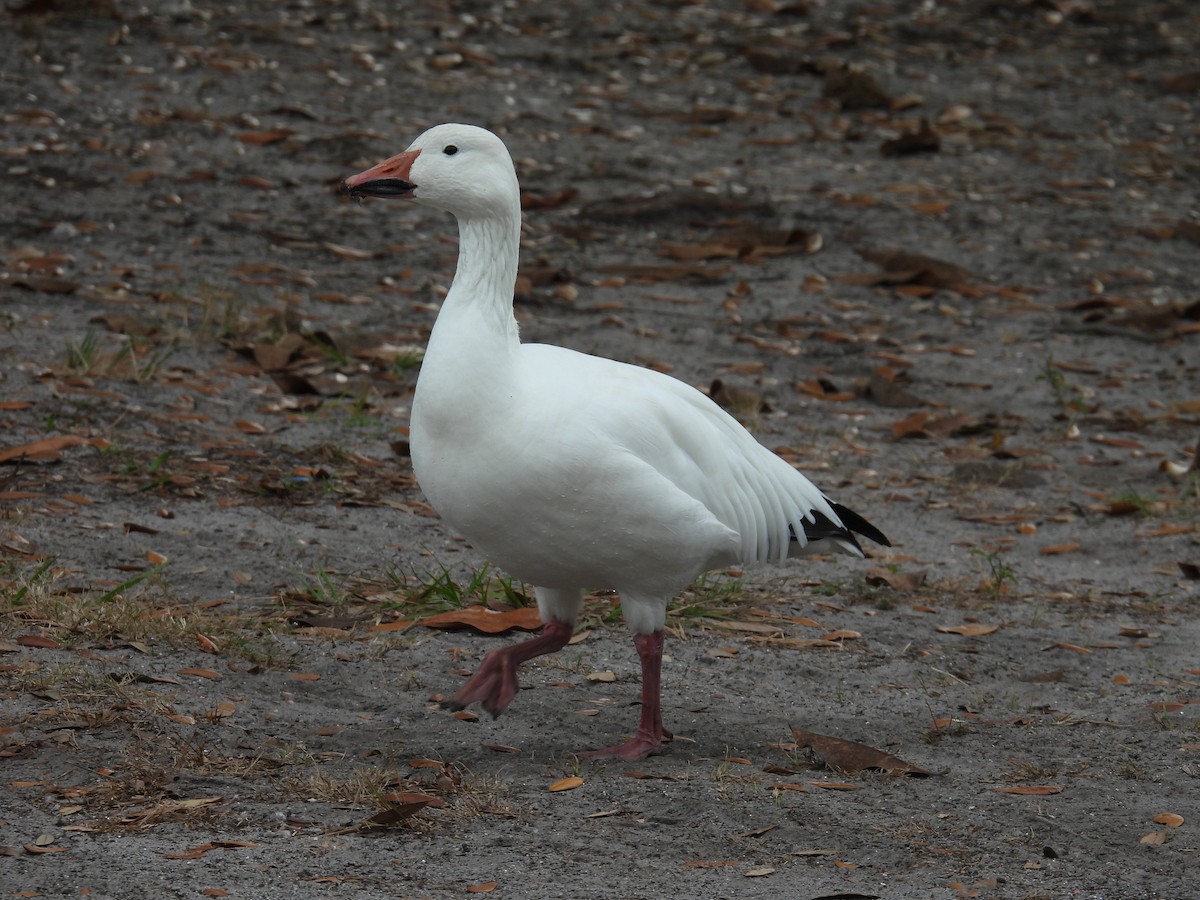 Snow Goose - ML645898526