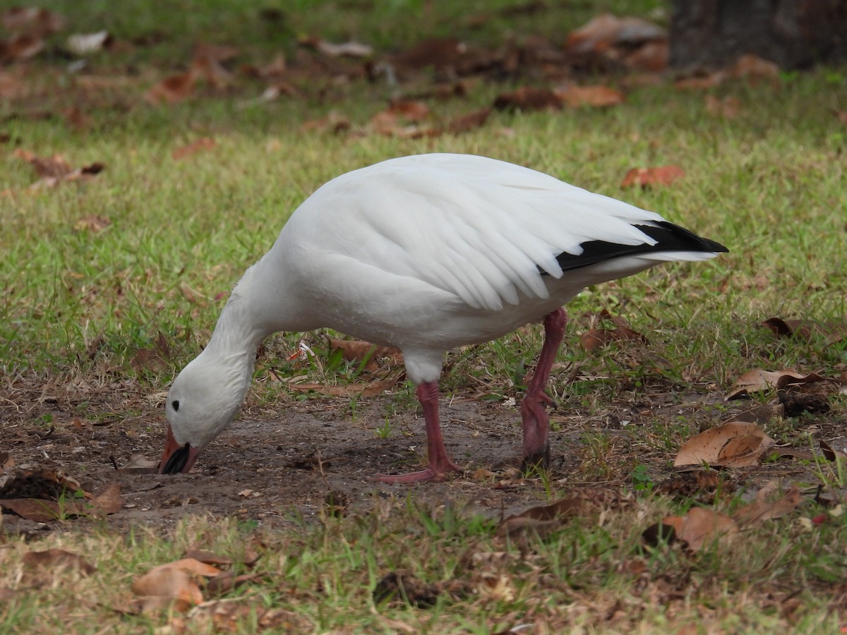 Snow Goose - ML645898527