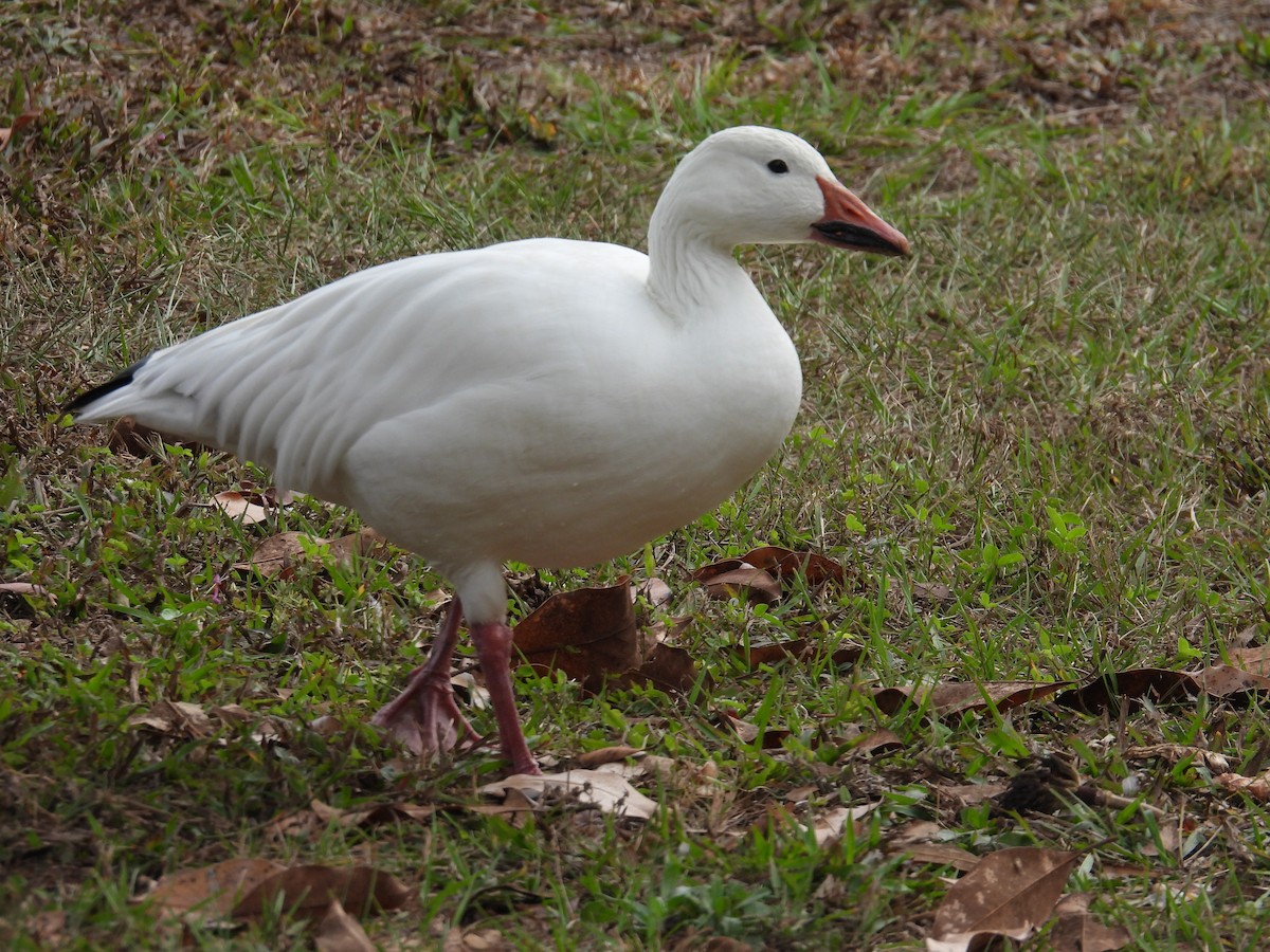 Snow Goose - ML645898528