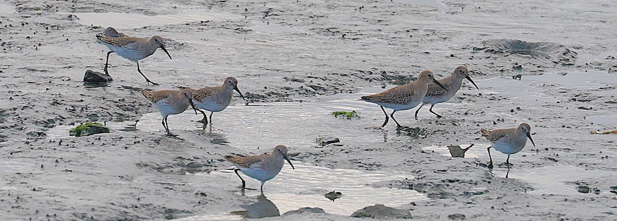 Correlimos Común - ML645898529