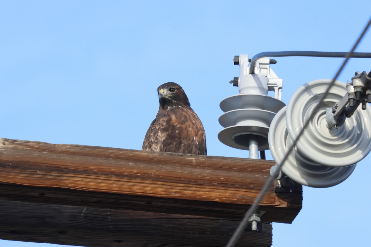 Red-tailed Hawk (Harlan's) - ML645898540