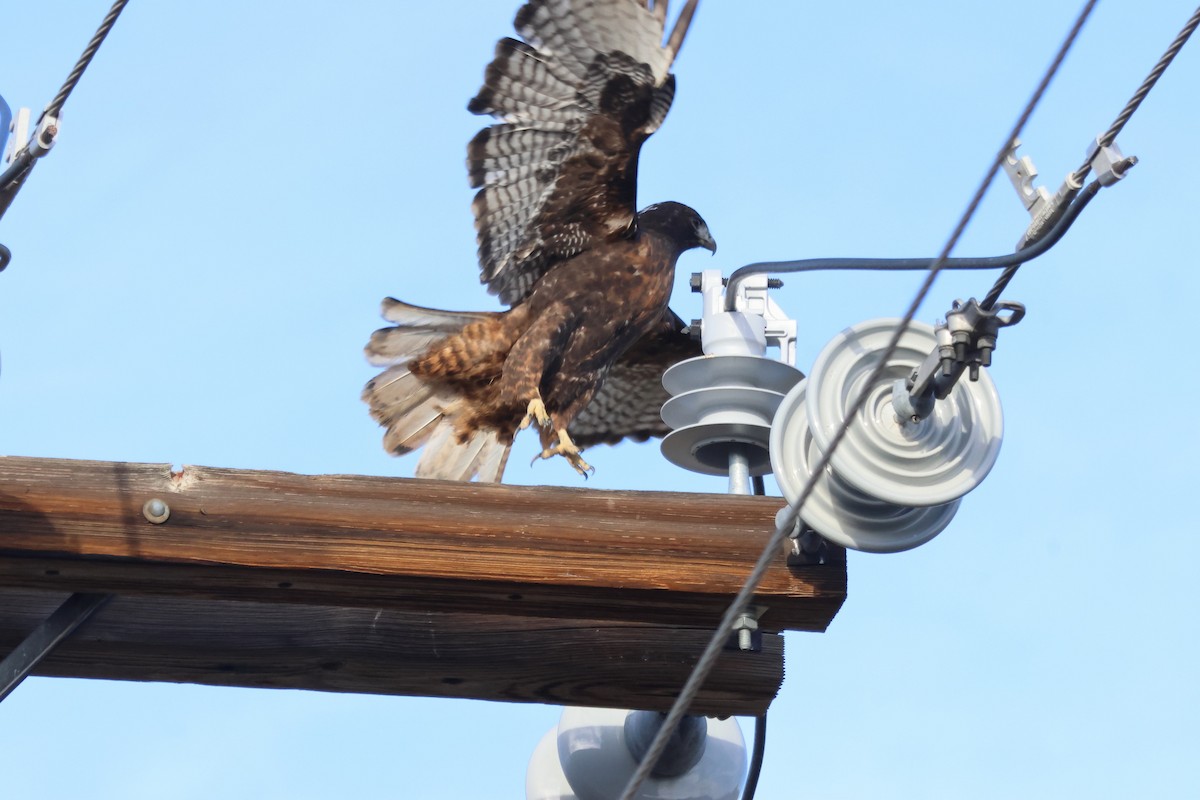 Red-tailed Hawk (Harlan's) - ML645898541
