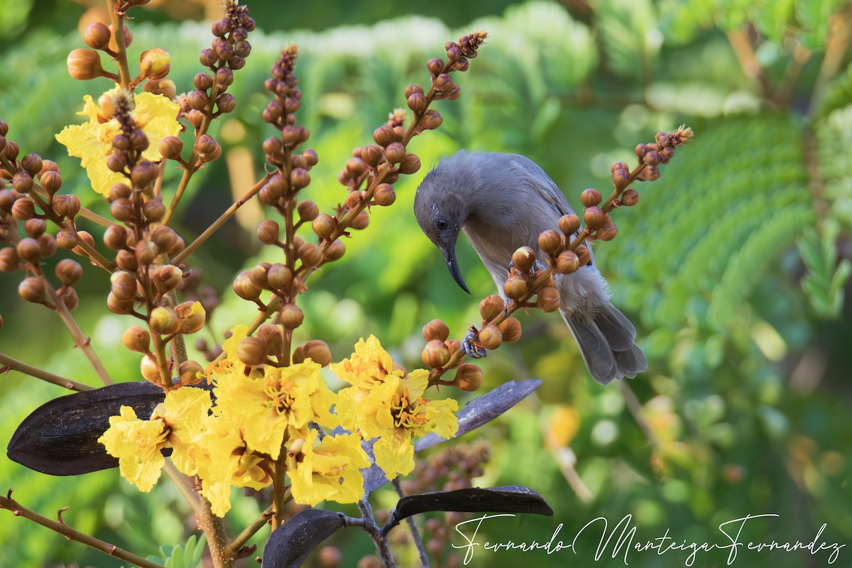 Dusky Myzomela - ML645898543