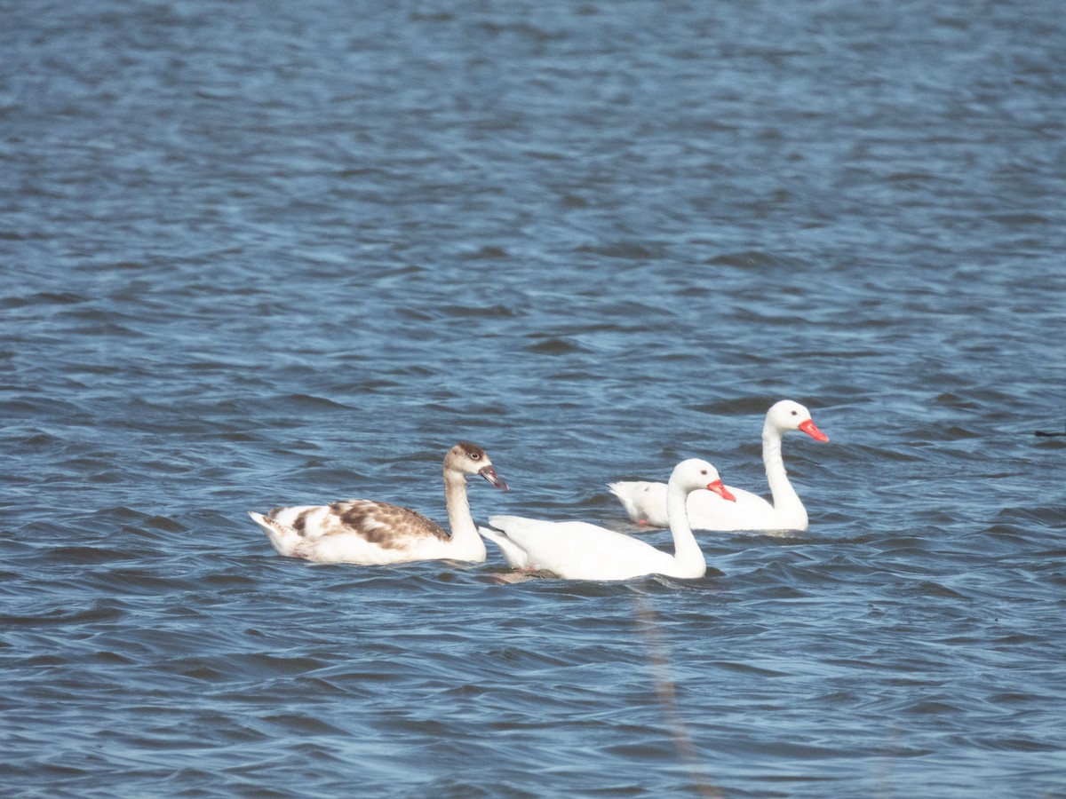 Coscoroba Swan - ML645898547