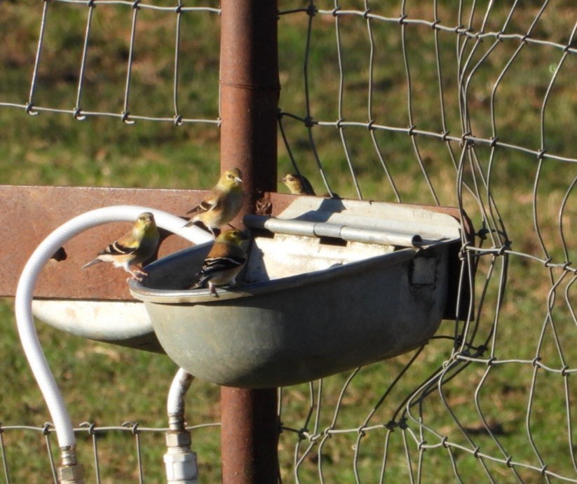 American Goldfinch - ML645898552