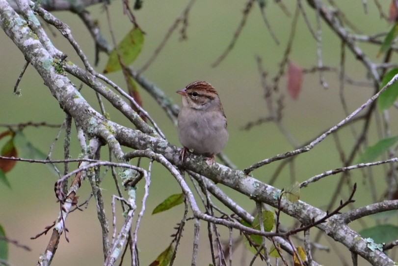 Chipping Sparrow - ML645898573
