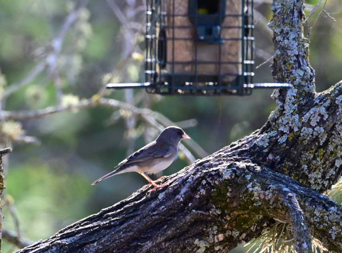 Dark-eyed Junco - ML645898576