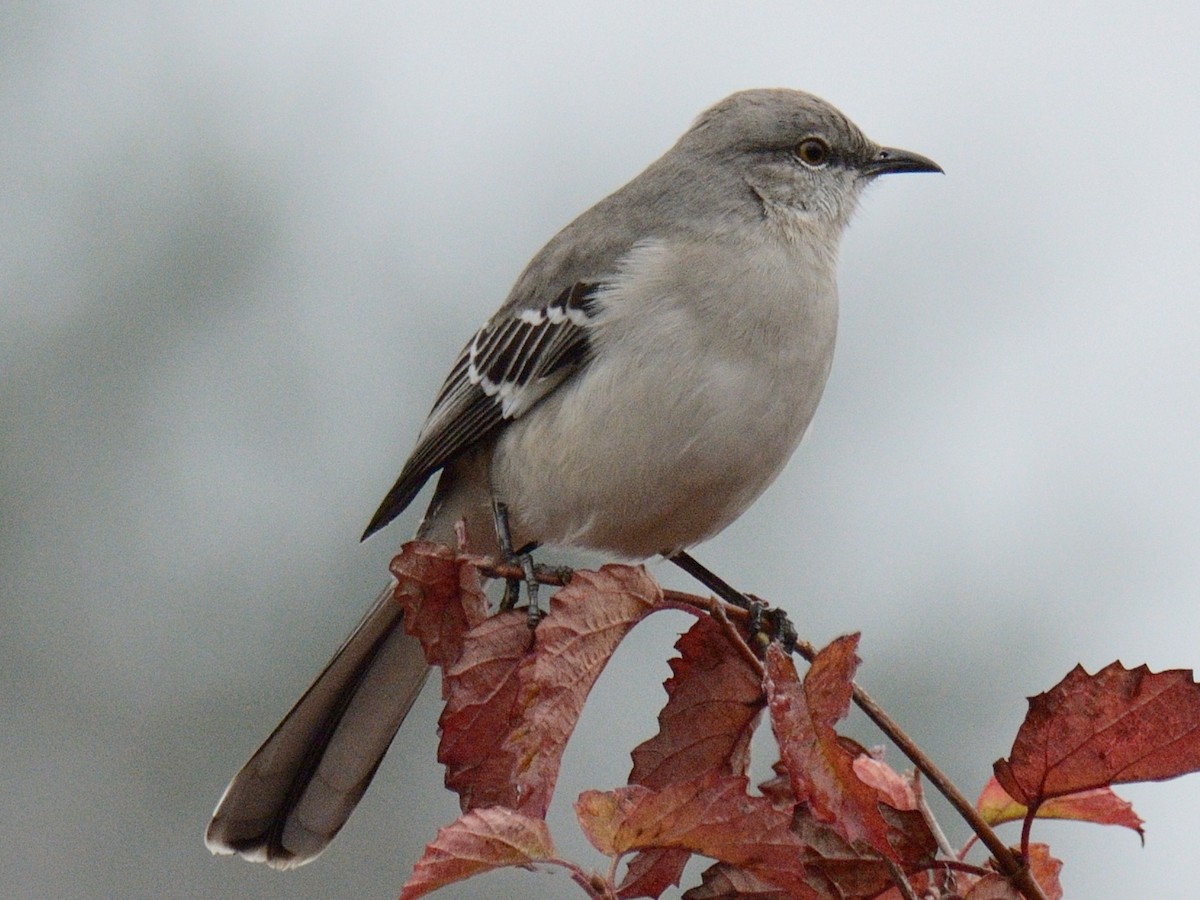 Northern Mockingbird - ML645898580