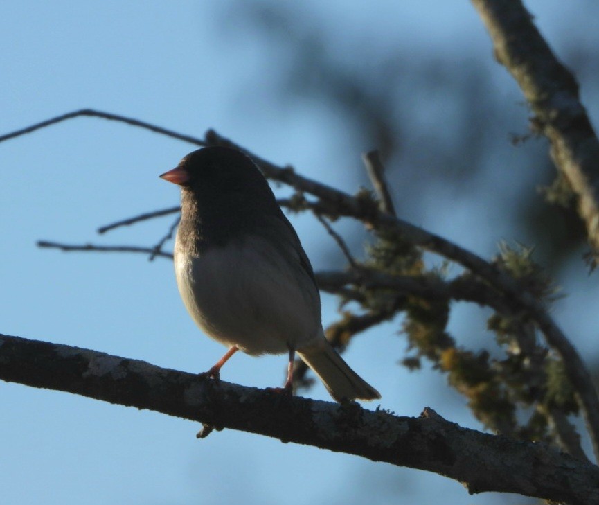 Dark-eyed Junco - ML645898582