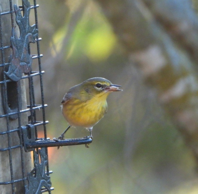 Pine Warbler - ML645898589