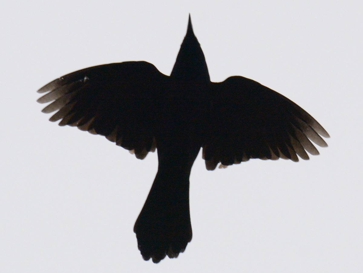 Common Grackle (Bronzed) - ML645898593