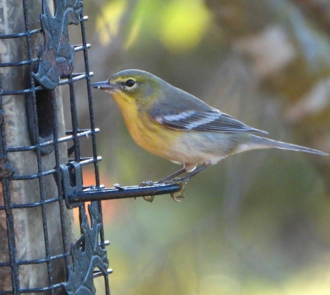 Pine Warbler - ML645898594