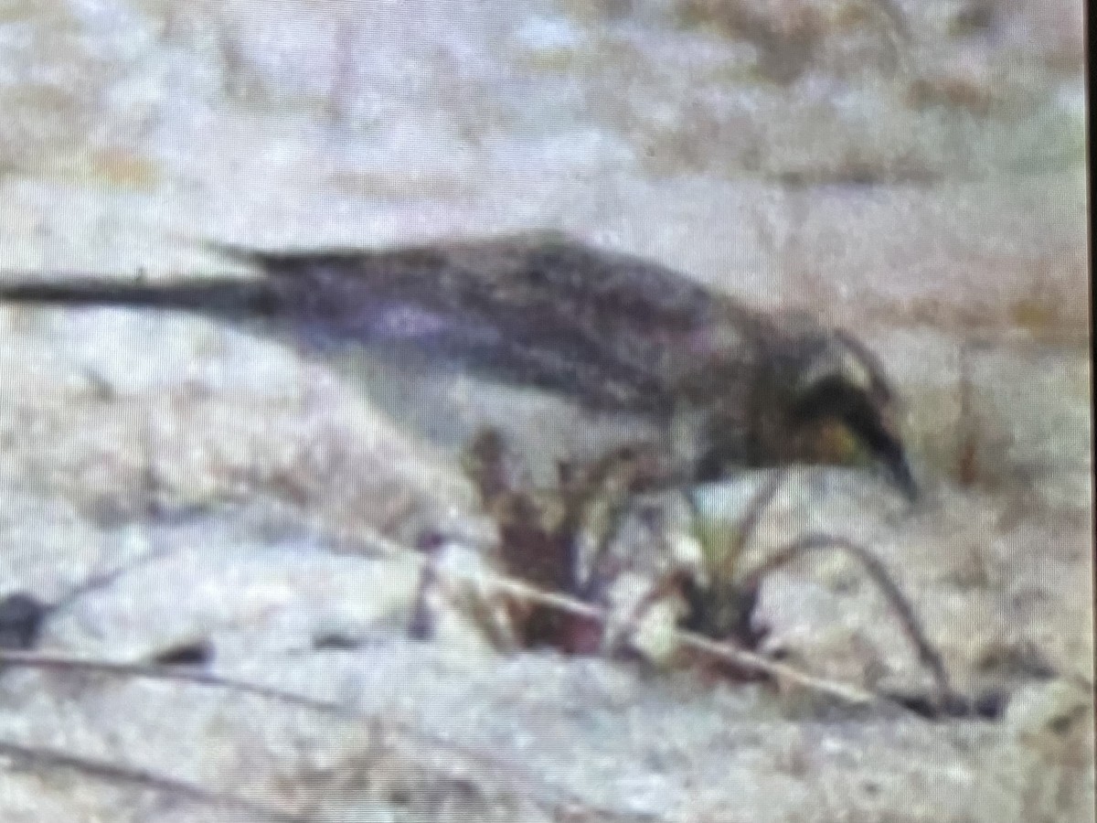 Жайворонок рогатий - ML645898596