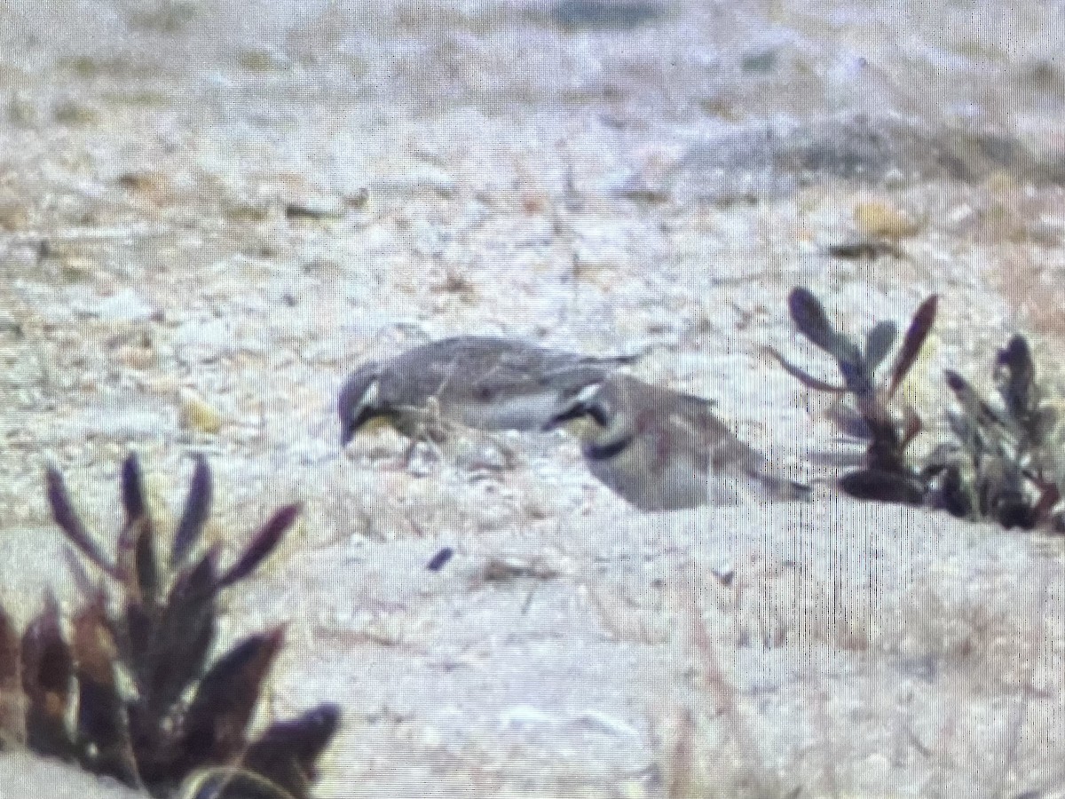 Жайворонок рогатий - ML645898597