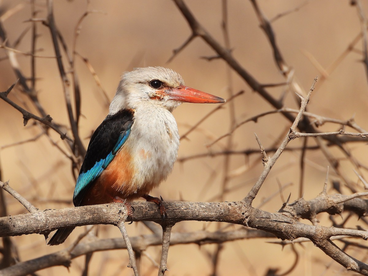 ledňáček šedohlavý - ML645898602