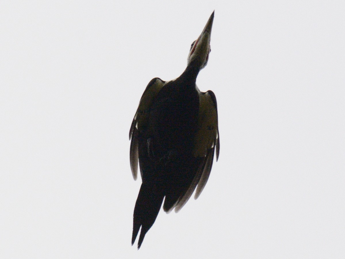 Pileated Woodpecker - ML645898604