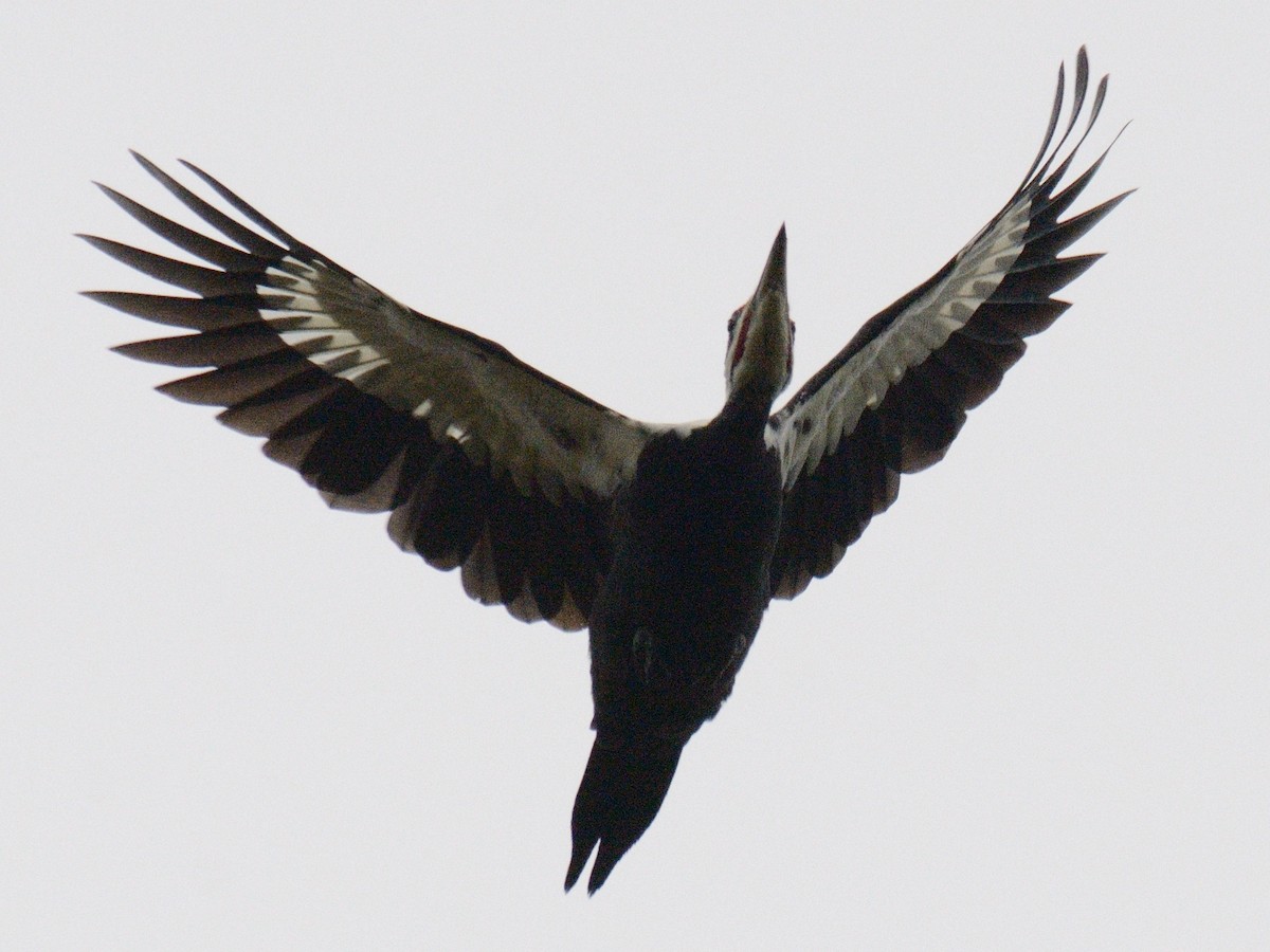 Pileated Woodpecker - ML645898605