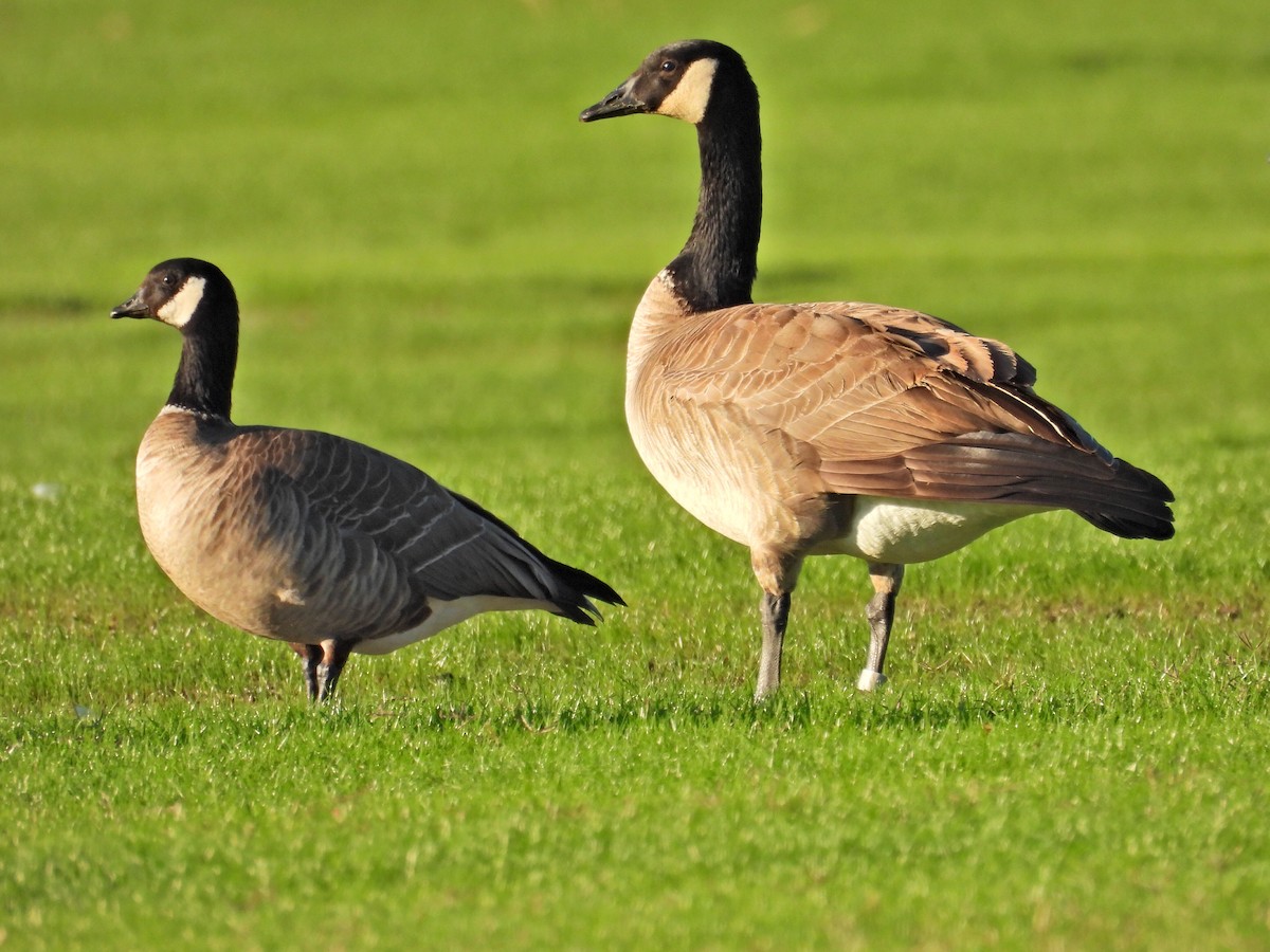 berneška malá - ML645898607