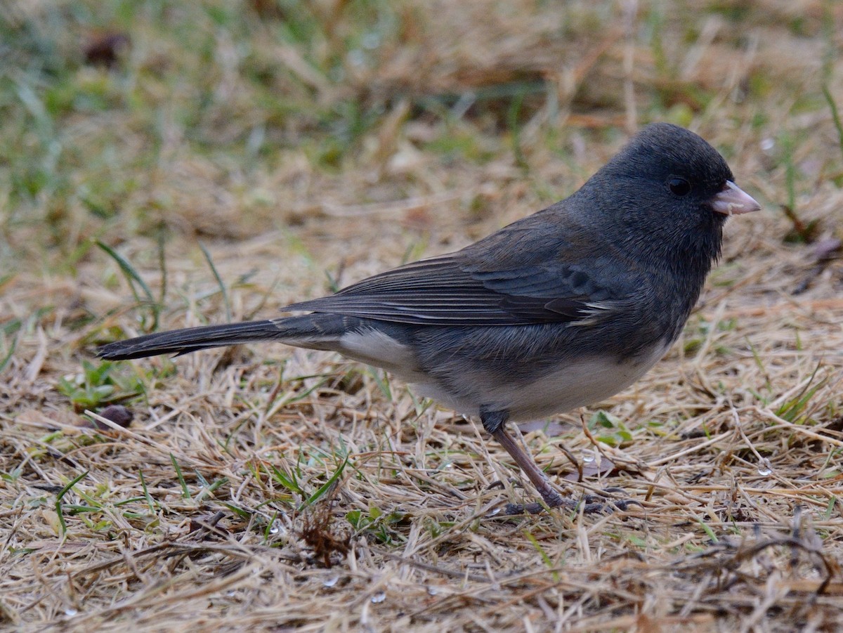 Dark-eyed Junco (Slate-colored) - ML645898608