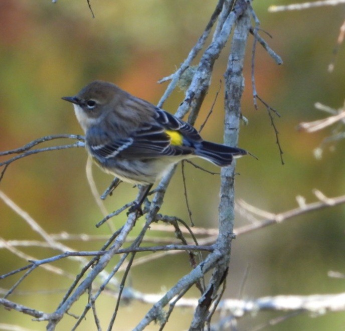 Yellow-rumped Warbler - ML645898609