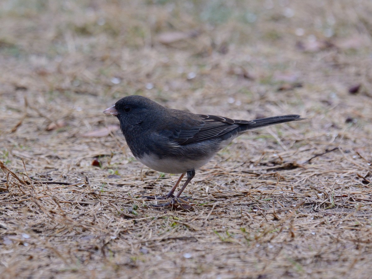 Dark-eyed Junco (Slate-colored) - ML645898610