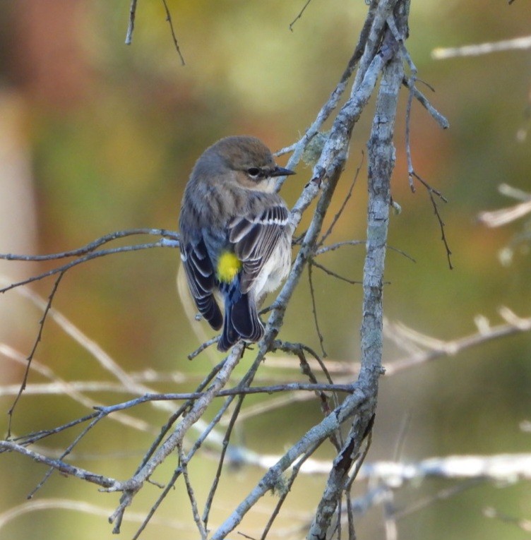 Yellow-rumped Warbler - ML645898612