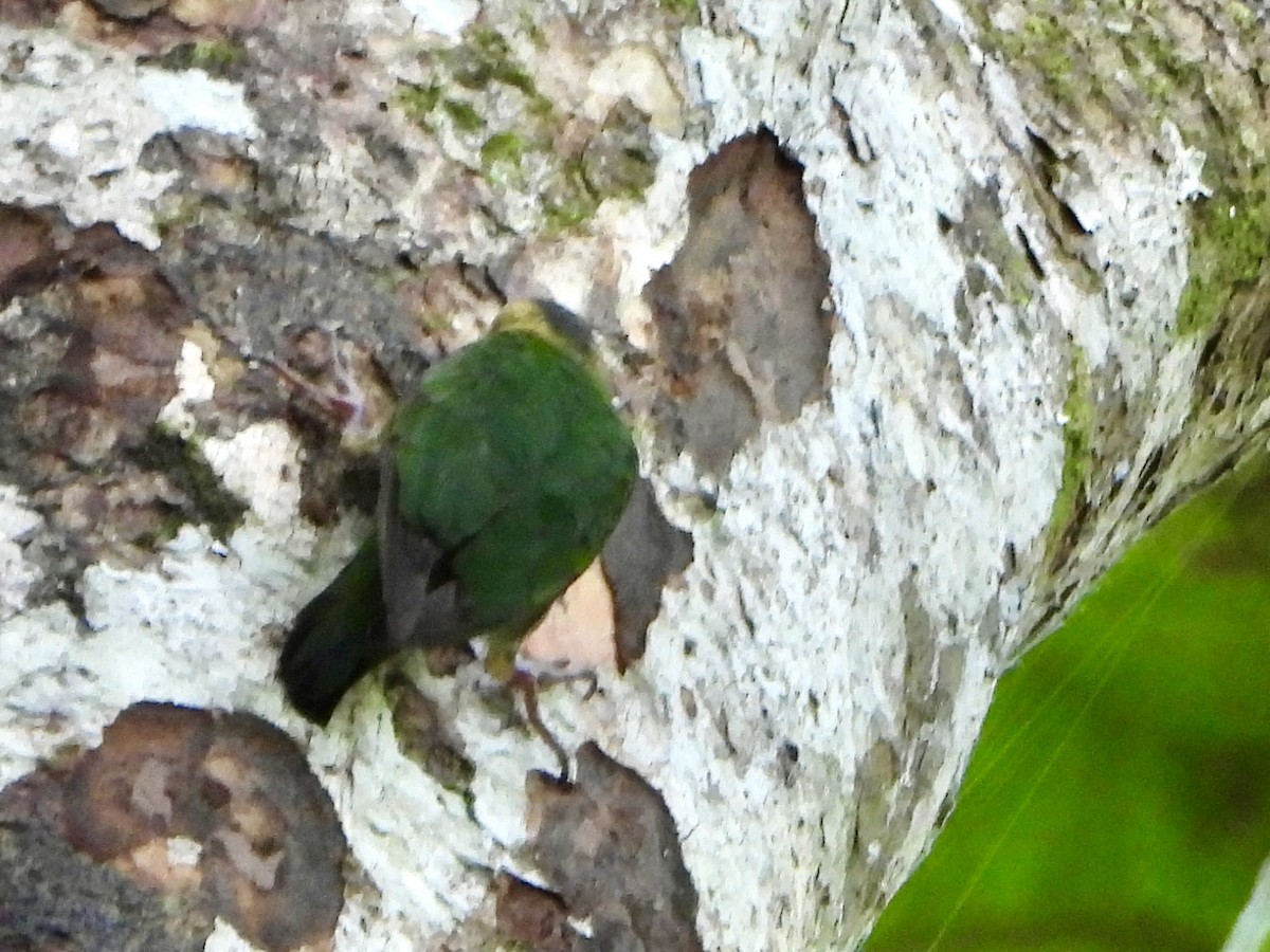 Buff-faced Pygmy-Parrot - ML645898618