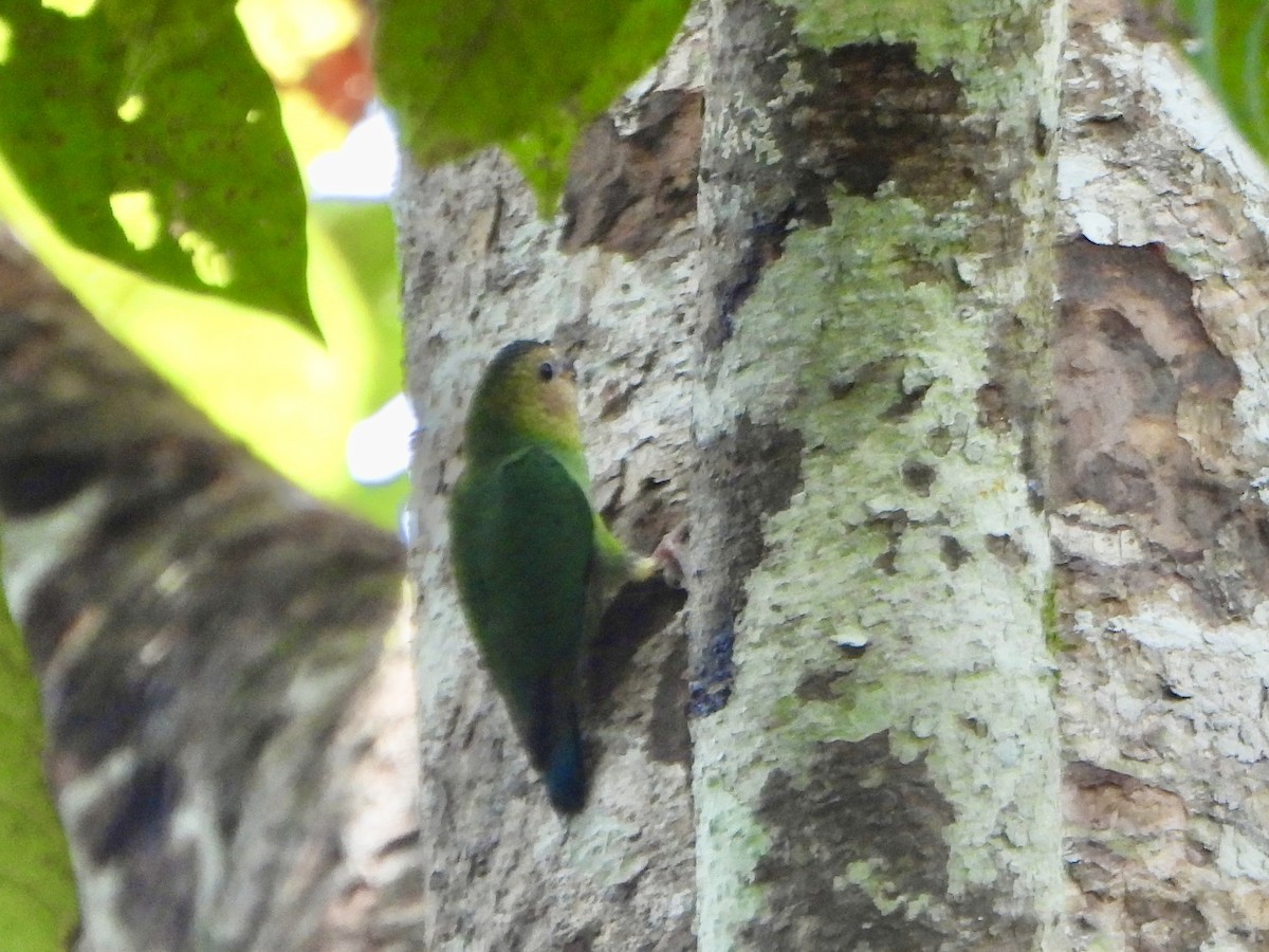 Buff-faced Pygmy-Parrot - ML645898619