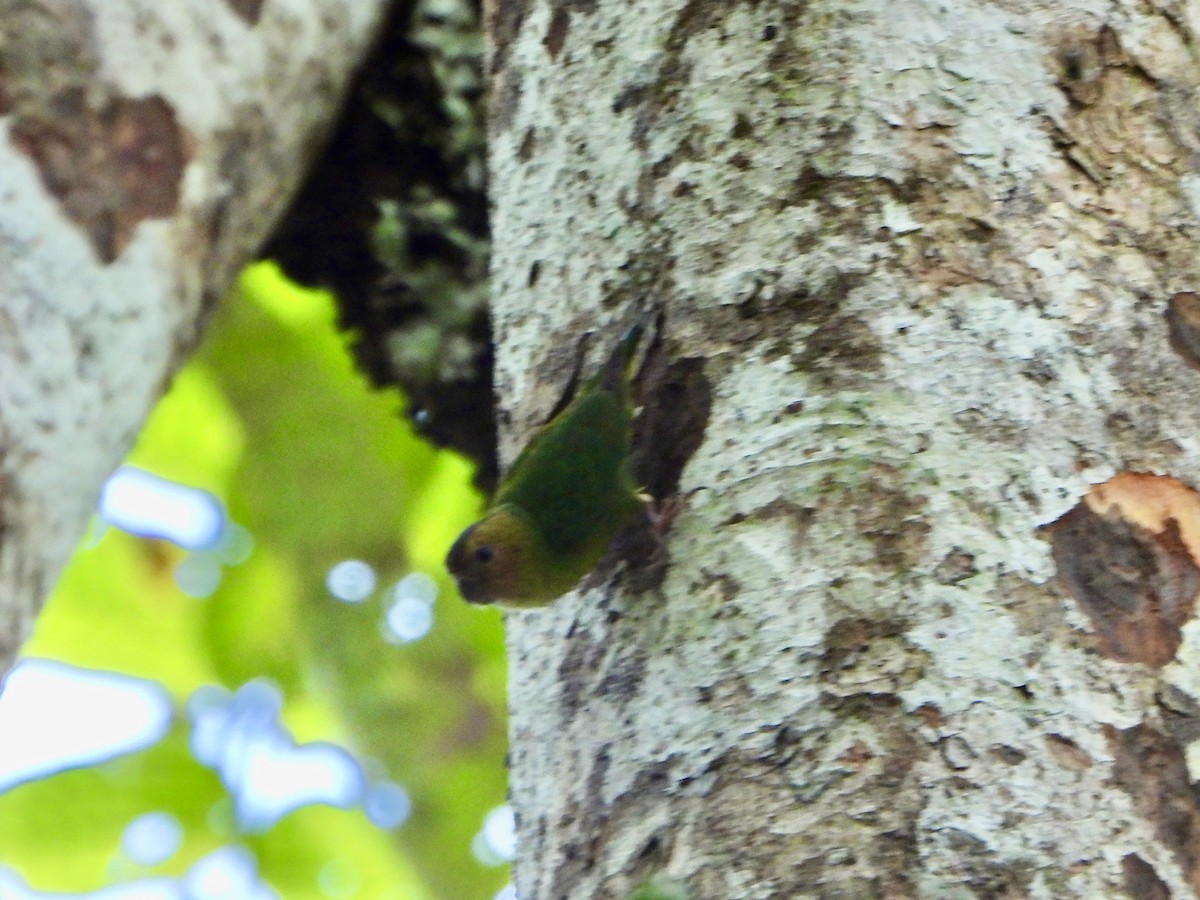 Buff-faced Pygmy-Parrot - ML645898620