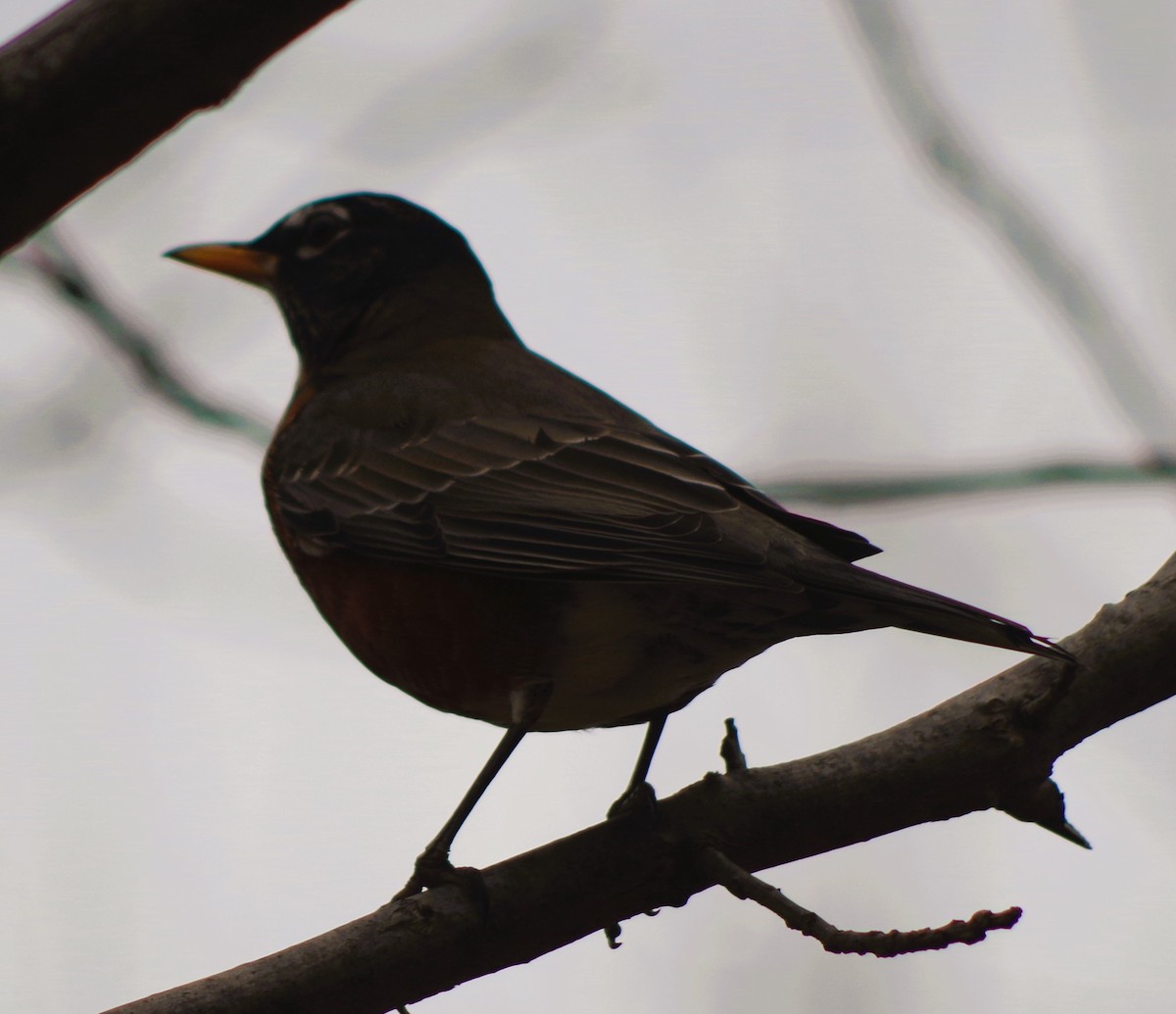 American Robin - ML645898622