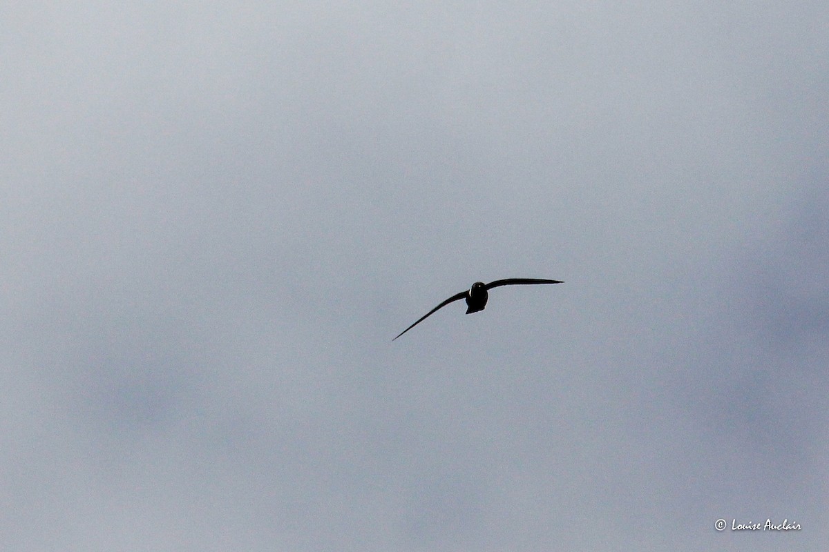 White-collared Swift - ML645898623