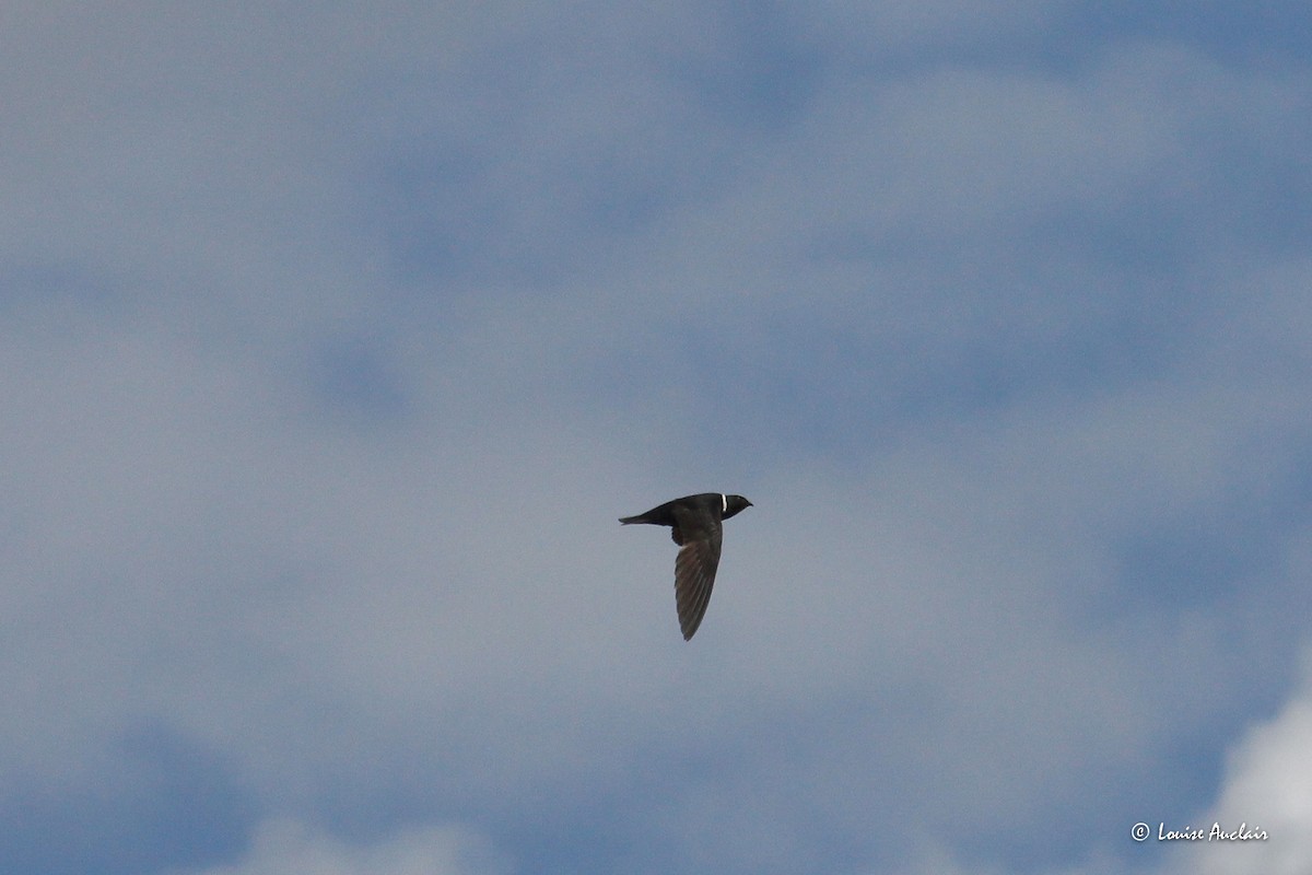 White-collared Swift - ML645898624