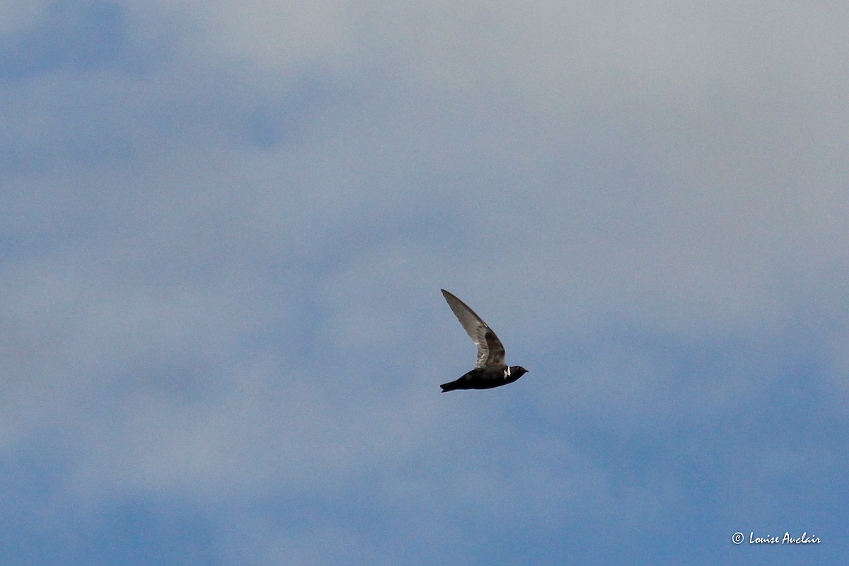 White-collared Swift - ML645898625