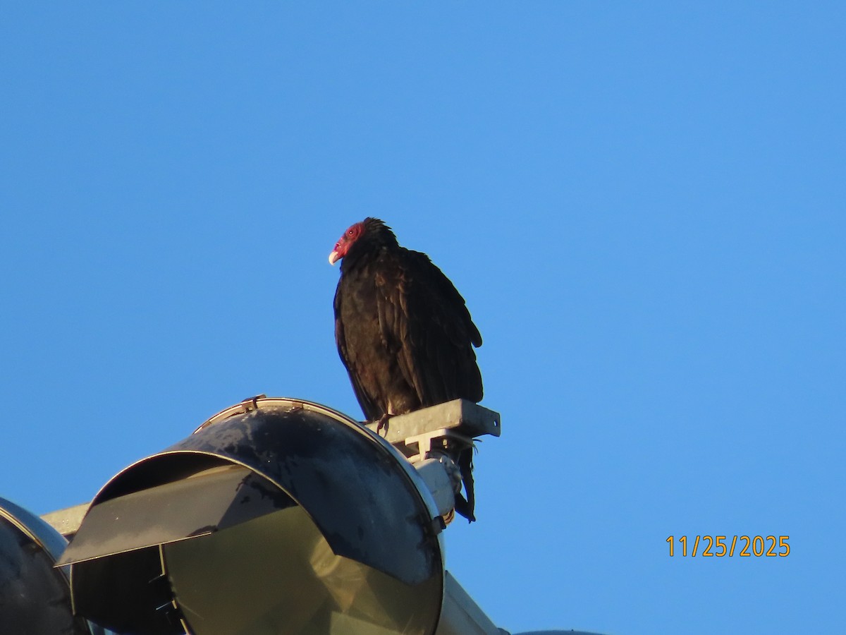 Turkey Vulture - ML645898636