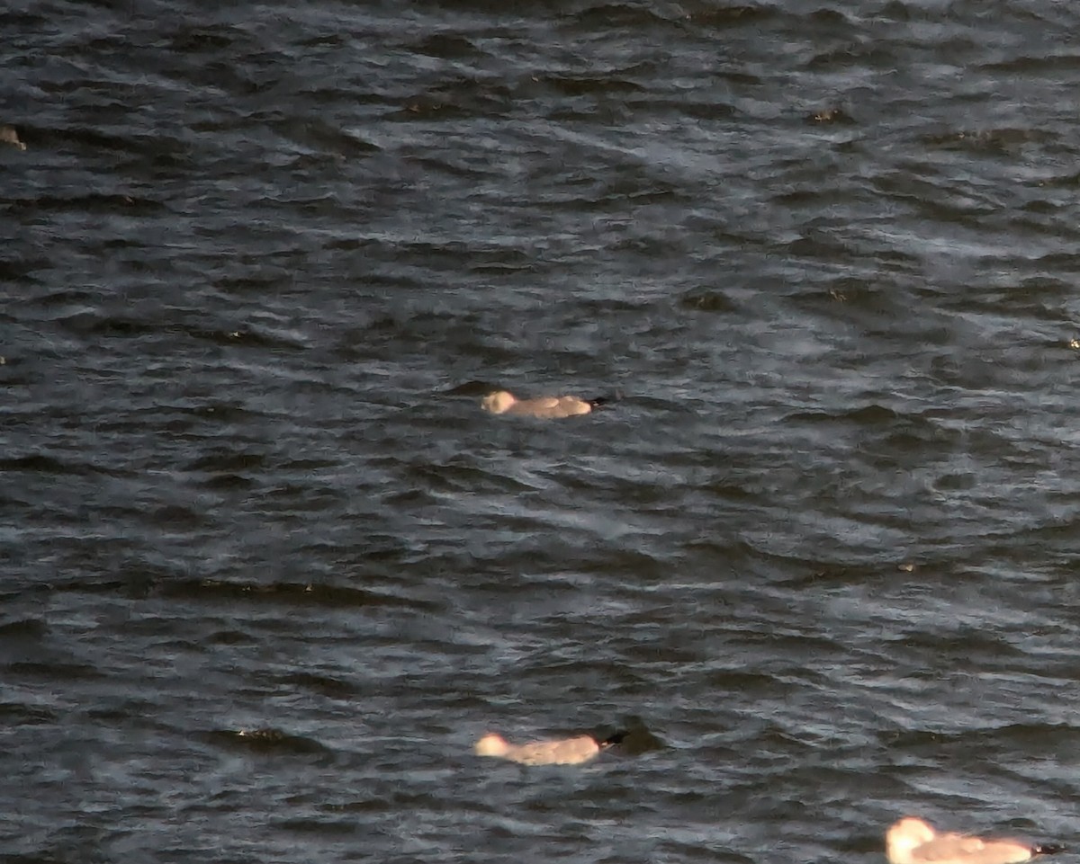 Мартиновий sp. - ML645898657