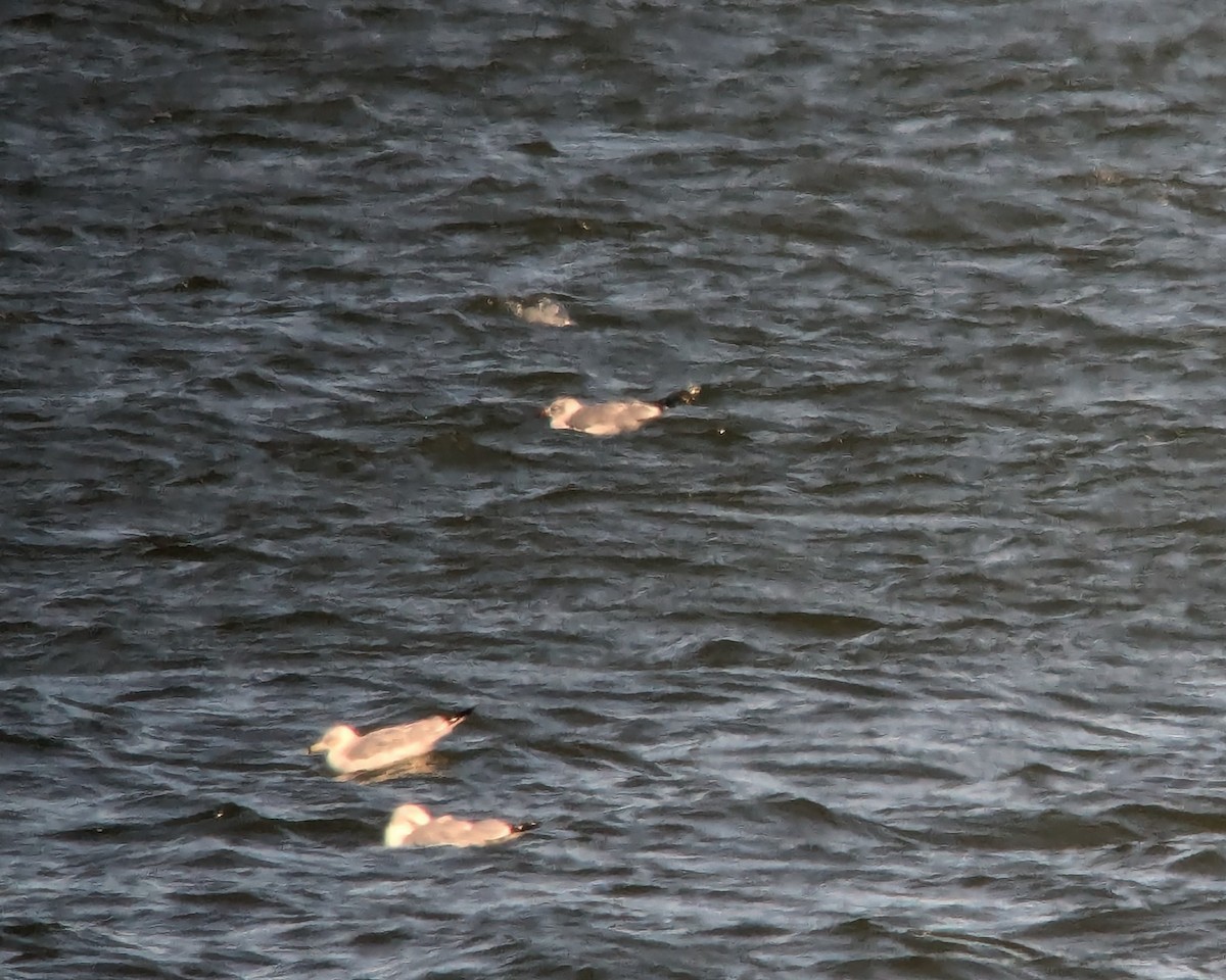 Мартиновий sp. - ML645898658