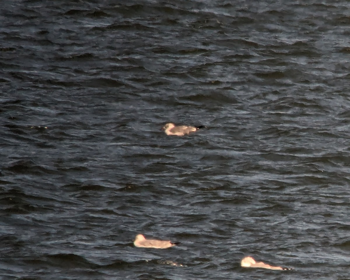 Мартиновий sp. - ML645898659