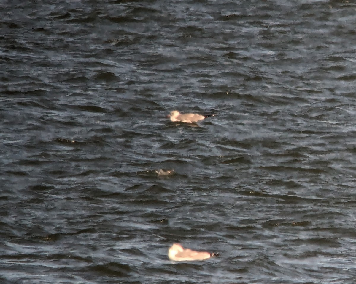 Мартиновий sp. - ML645898660